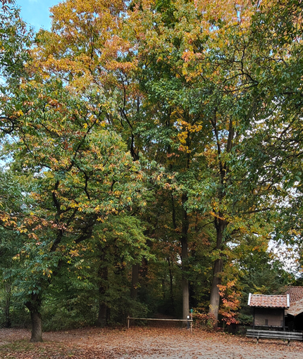 campiing jena gelegen aan de bossen