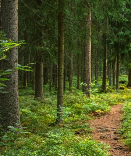 escaperoute door de bossen